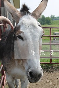 贷款还款逾期一天 信用 贷款还款逾期一天 信用